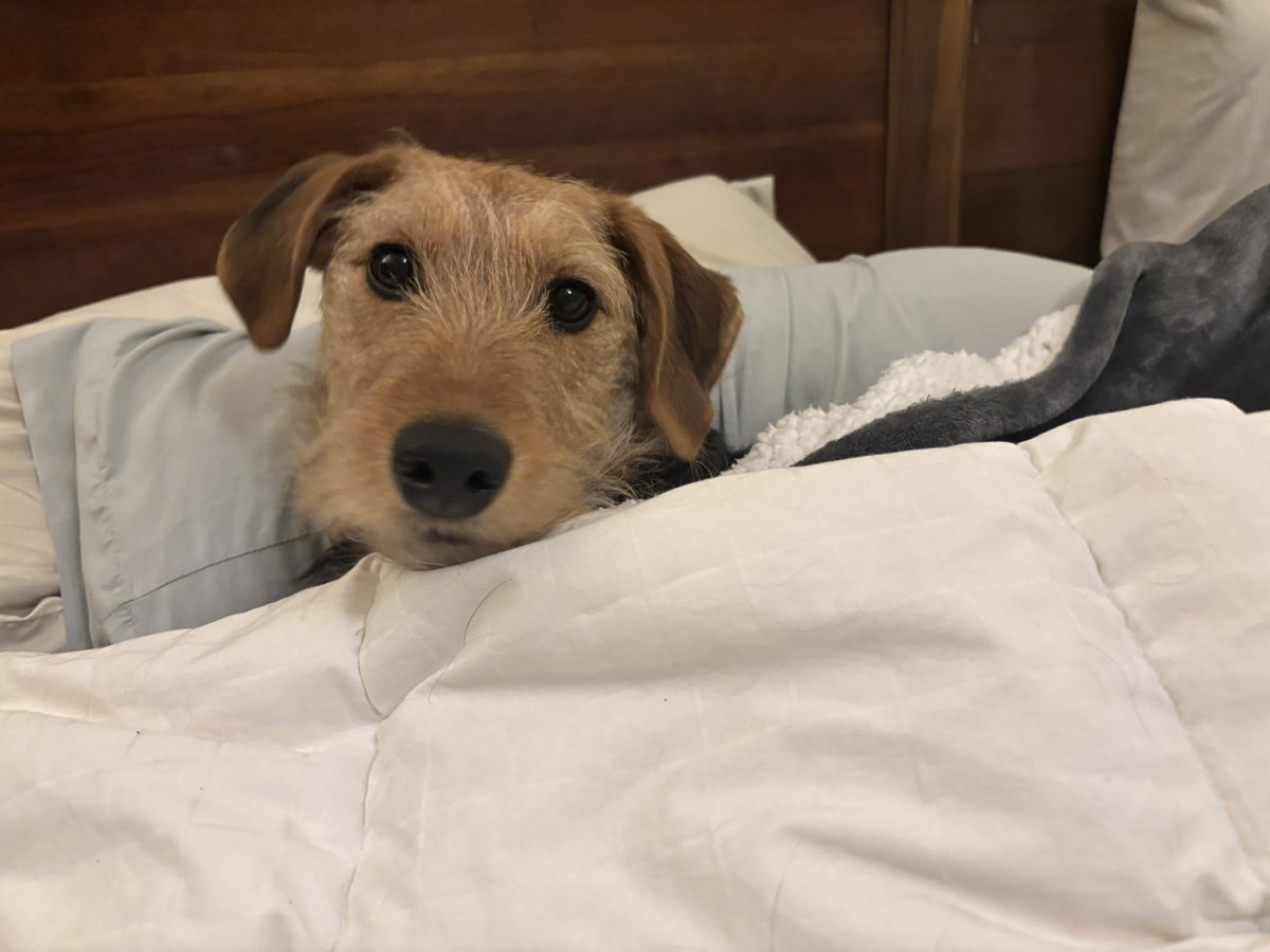 Seeing all that’s going on right now, I think we need a dose of Hattie getting tucked in to bed for the night.❤️ #hattiethoughts <a href="/Rookieon1075/">Rookie1075</a>
