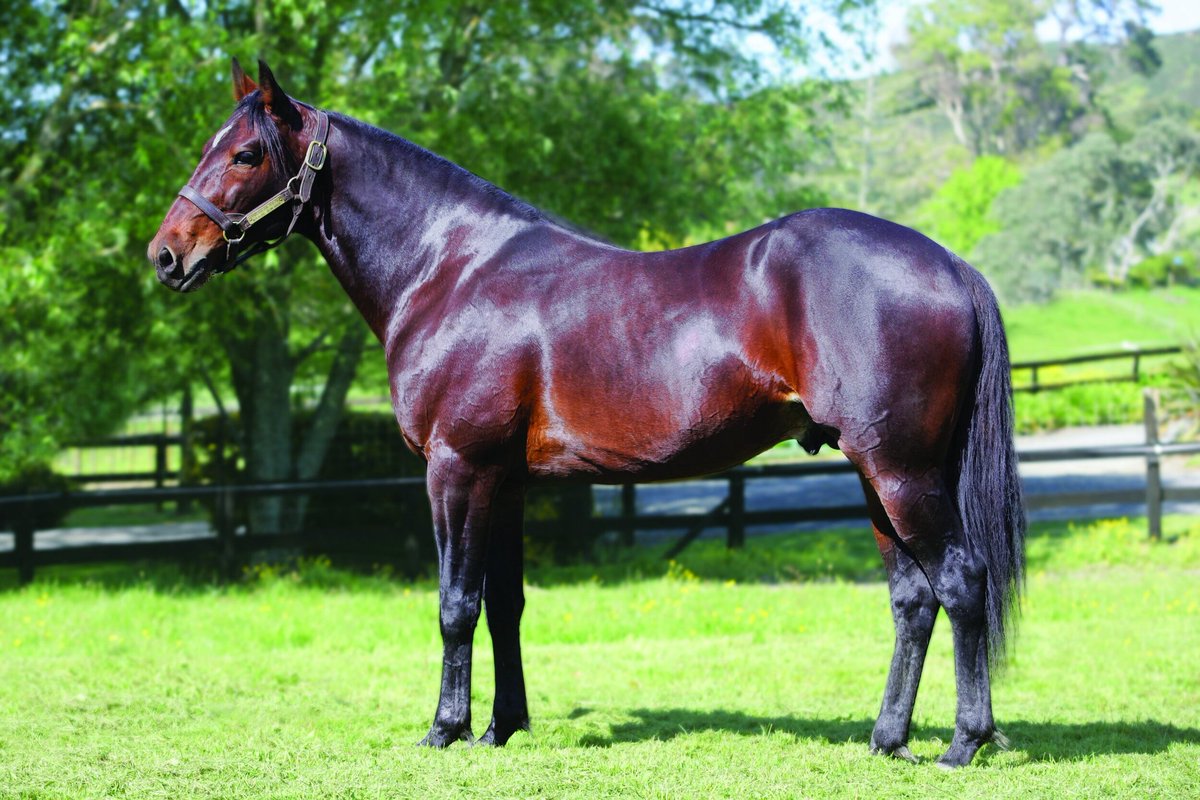 12 months has passed since we lost our beloved American Ideal.
What a legacy you have left as one of World's greatest Standardbred stallions. #Rockstar #LovedandAdored