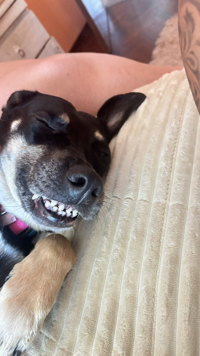 lupenni1's tweet photo. #LANOVELALUZU ROKA DUERME, y se ríe https://t.co/6XZcNkL5We