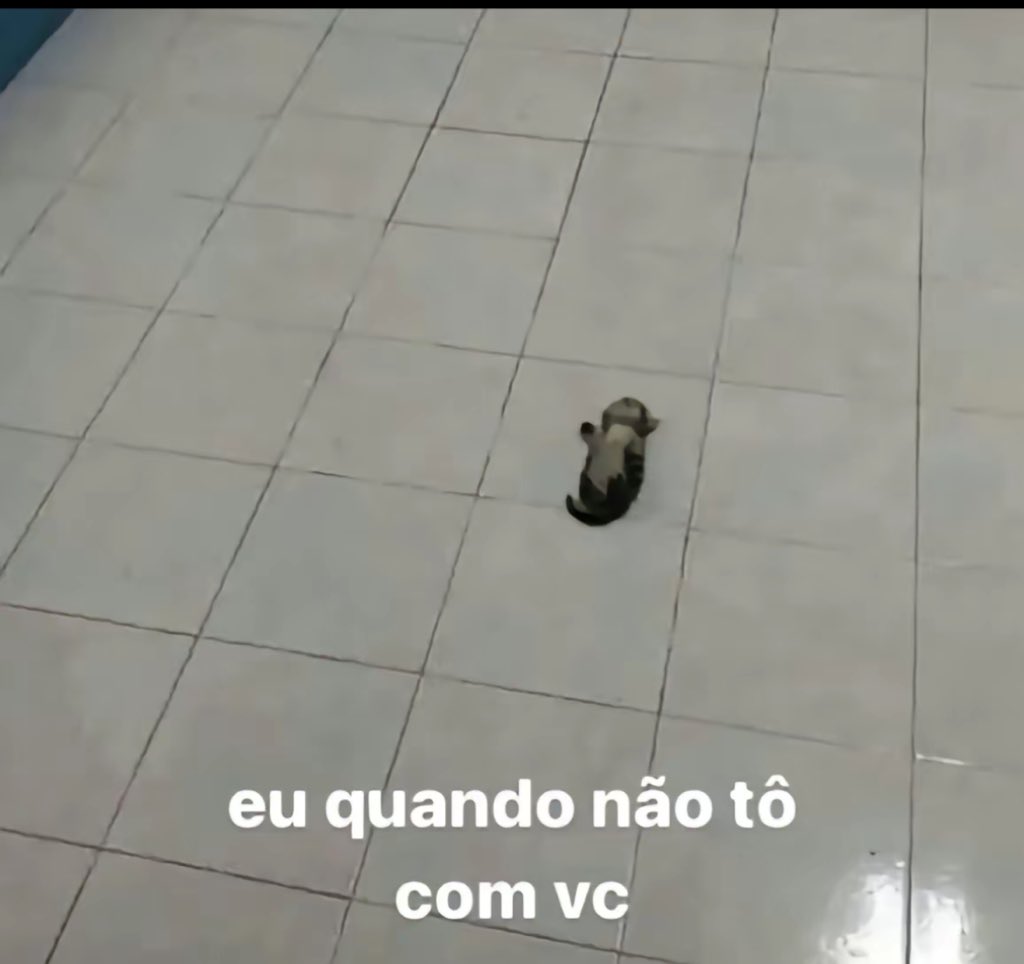 animais com frases aleatorias (@animaisfrases_) on Twitter photo 