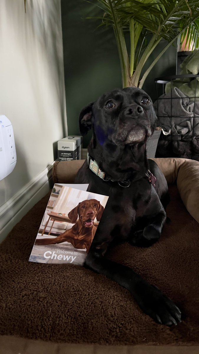 Thank you <a href="/Chewy/">Chewy</a> 🥰