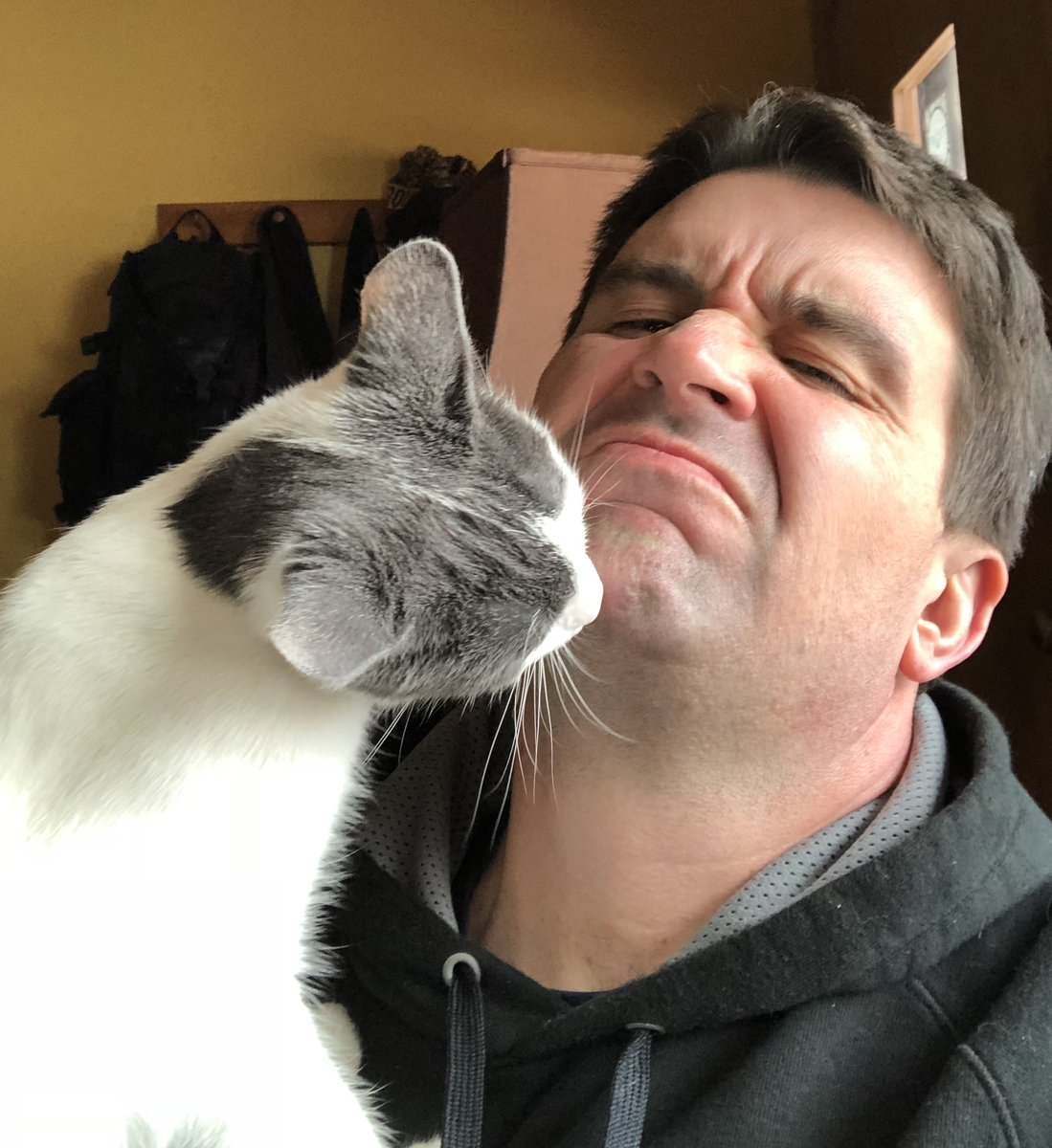 real_chicagobob's tweet photo. The real life Shrog!
Shrog is animated Chicago Bob’s sidekick, but a lot of people don’t know that he’s based in a real cat. 
#funnycats #fatcats #chicago #chicagobob #shrog #cats https://t.co/Y0BrsXDXNn