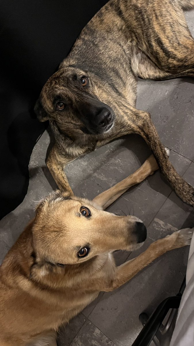 mrBrunori's tweet photo. #lanovelaluzu Nala y Porter https://t.co/0BwHzuLTnQ