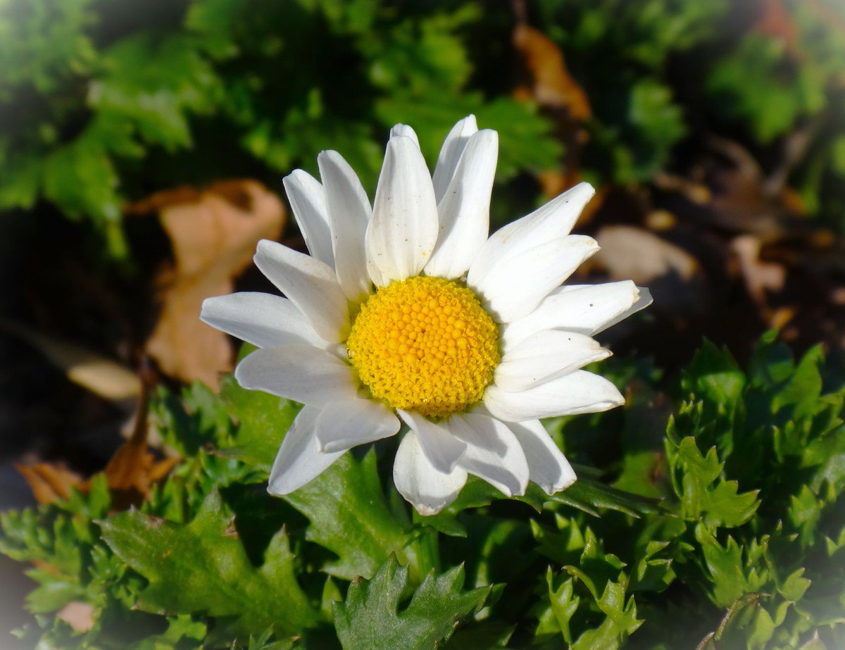 おはようございます。学年は私がひとつ上ですが、森永卓郎さんは同世代。弱者に寄り添う、温かみのある経済評論には頷けるところが多々ありました。何より、生ある限り人生を楽しもうとするその生き方には共感しつつ 憧れたものです。最期の「ねばり」も見習います。合掌。
ノースポール＠希望ヶ丘団地