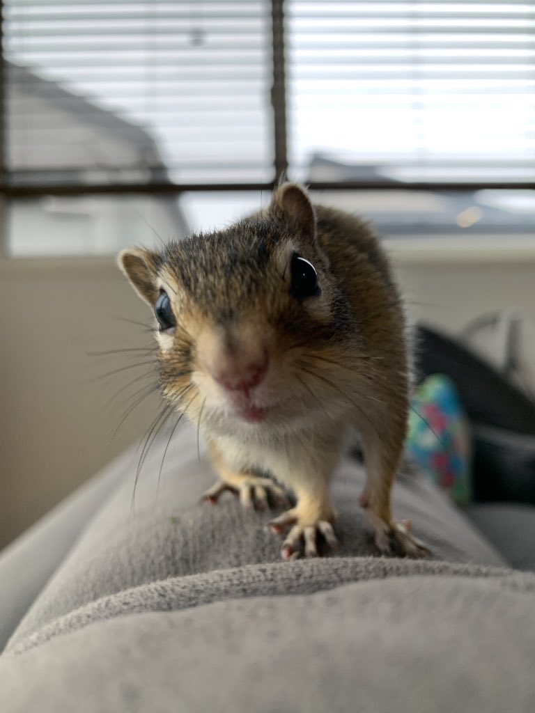 Chipndalem's tweet photo. うちのお笑い担当チップさん🐿️

後ろ姿貫禄あると思ってたけど、ブタって🤣

なんか言ったか🐿️💢？

早く出てきて遊びたいよ〜☺️

#シマリス #chipmunk #chipndale #chip #タイガー期 https://t.co/nzwLwpAkL9