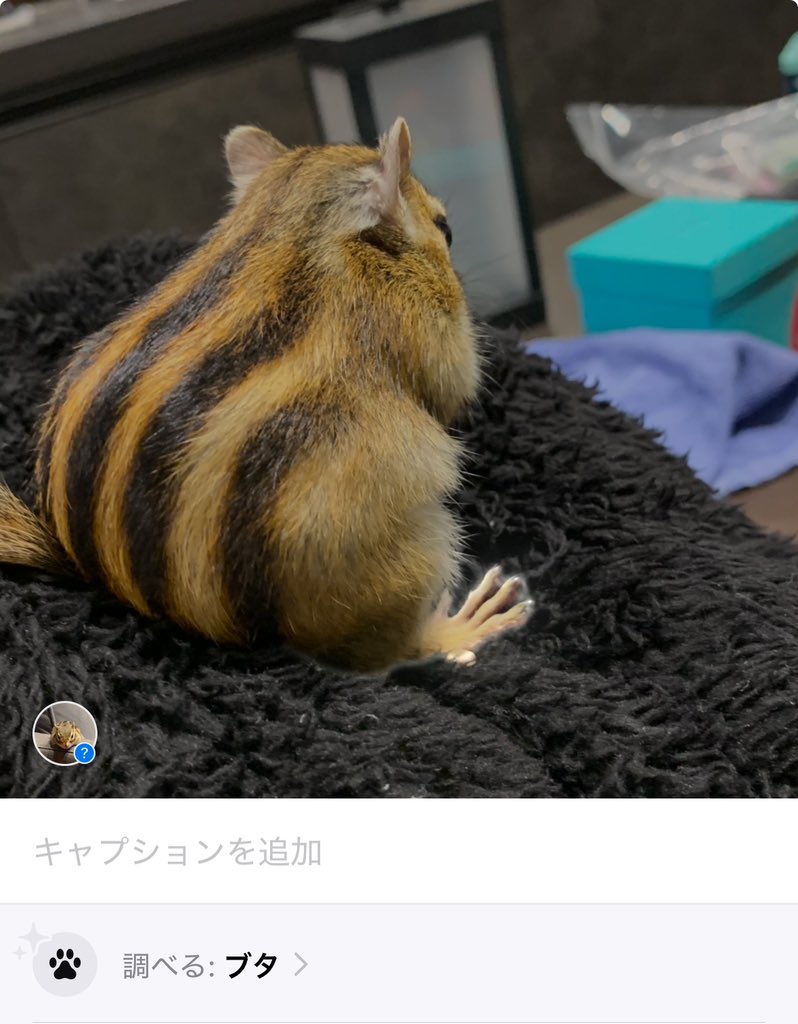 Chipndalem's tweet photo. うちのお笑い担当チップさん🐿️

後ろ姿貫禄あると思ってたけど、ブタって🤣

なんか言ったか🐿️💢？

早く出てきて遊びたいよ〜☺️

#シマリス #chipmunk #chipndale #chip #タイガー期 https://t.co/nzwLwpAkL9