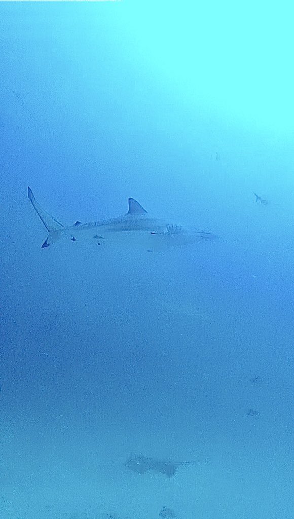 elghannami's tweet photo. New reel with the shark

Watch it now
https://t.co/fzf7TY4wJD https://t.co/jcwxz5n7fQ