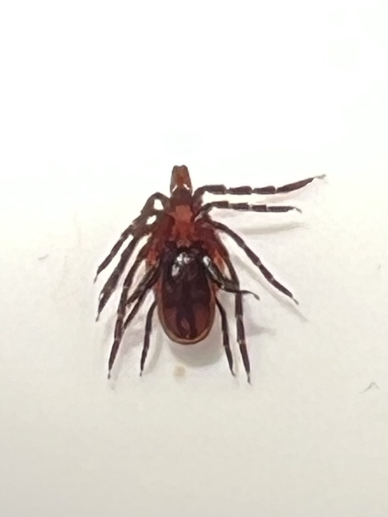 megsquitophd's tweet photo. Sometimes you (literally) catch them in the act…

Always fun killing the vibe by separating mating Ixodes pacificus. 🤣

#ticktalk #medentoAF #vampiresIRL https://t.co/Eb6fMi4HHf