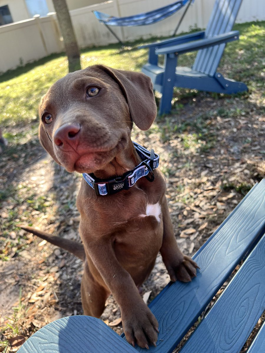 MikeCamunas's tweet photo. Parker B. Camunas. #photopup 📸 🐕 https://t.co/wGNwif1A2A