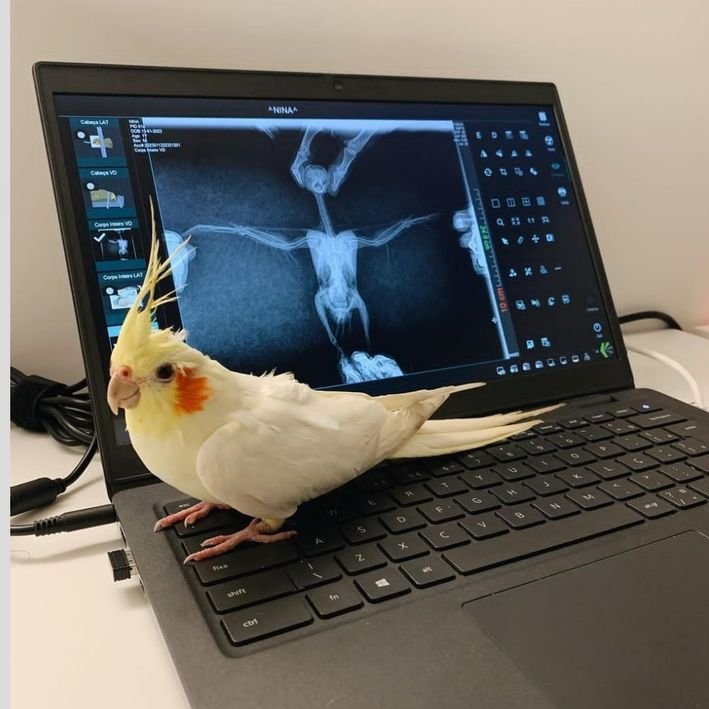 study_nellie's tweet image. ⌕  #studytwtbr | #studytwt

      ⊹ 1998, SP
      ⊹ vestibulanda de veterinária
      ⊹ foco usp (fuvest + enem)
      ⊹ silvestres

      ♡ swiftie, selenator, tarot, astrologia, video game, plantas, café, fotografia, studyvlogs, moda, doramas e animes, livros, artes.