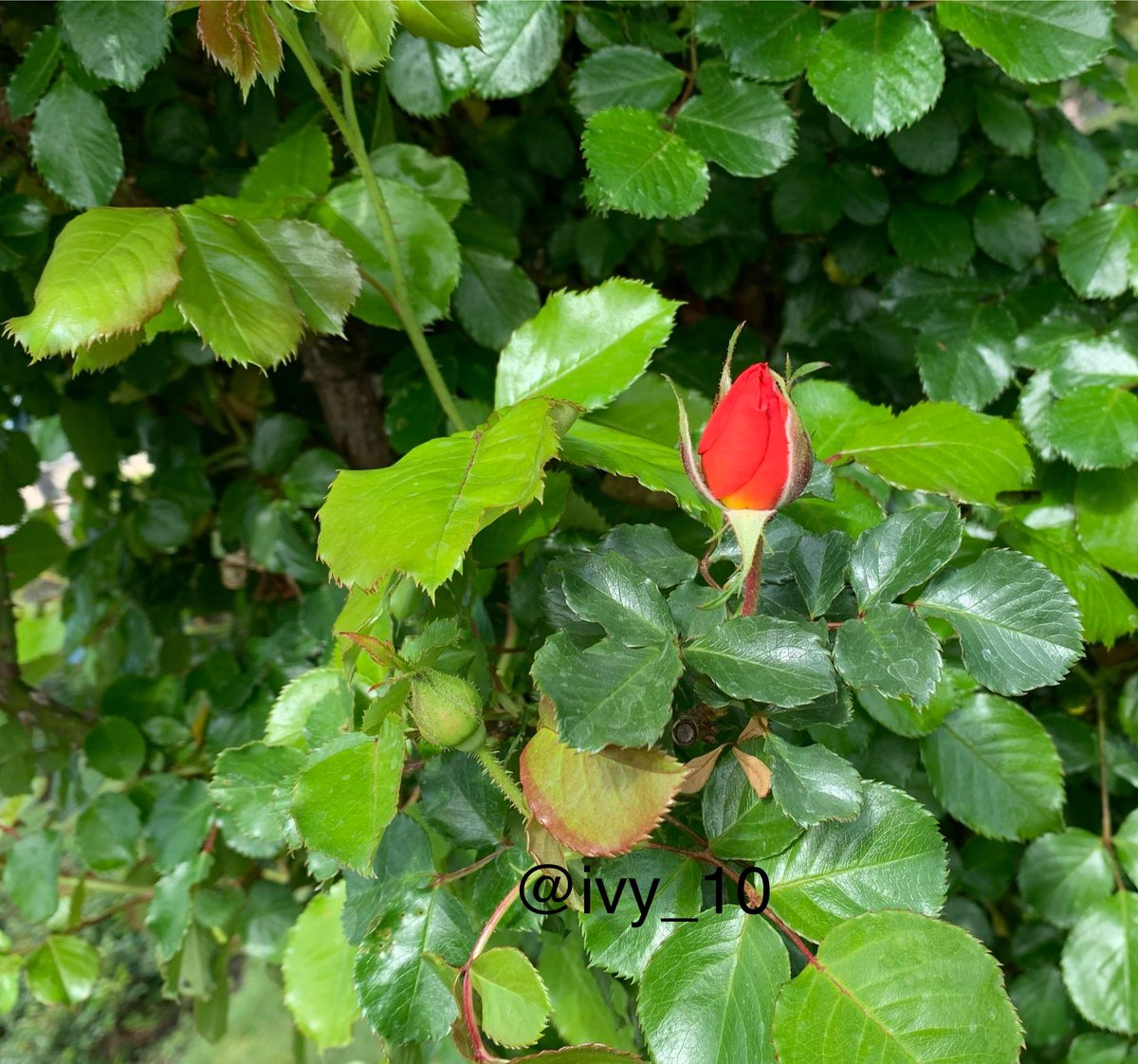 ivy_l0's tweet photo. Blooming flowers and leaves.#Flowers #graden #nature #photography #park https://t.co/wR7OiHkda1