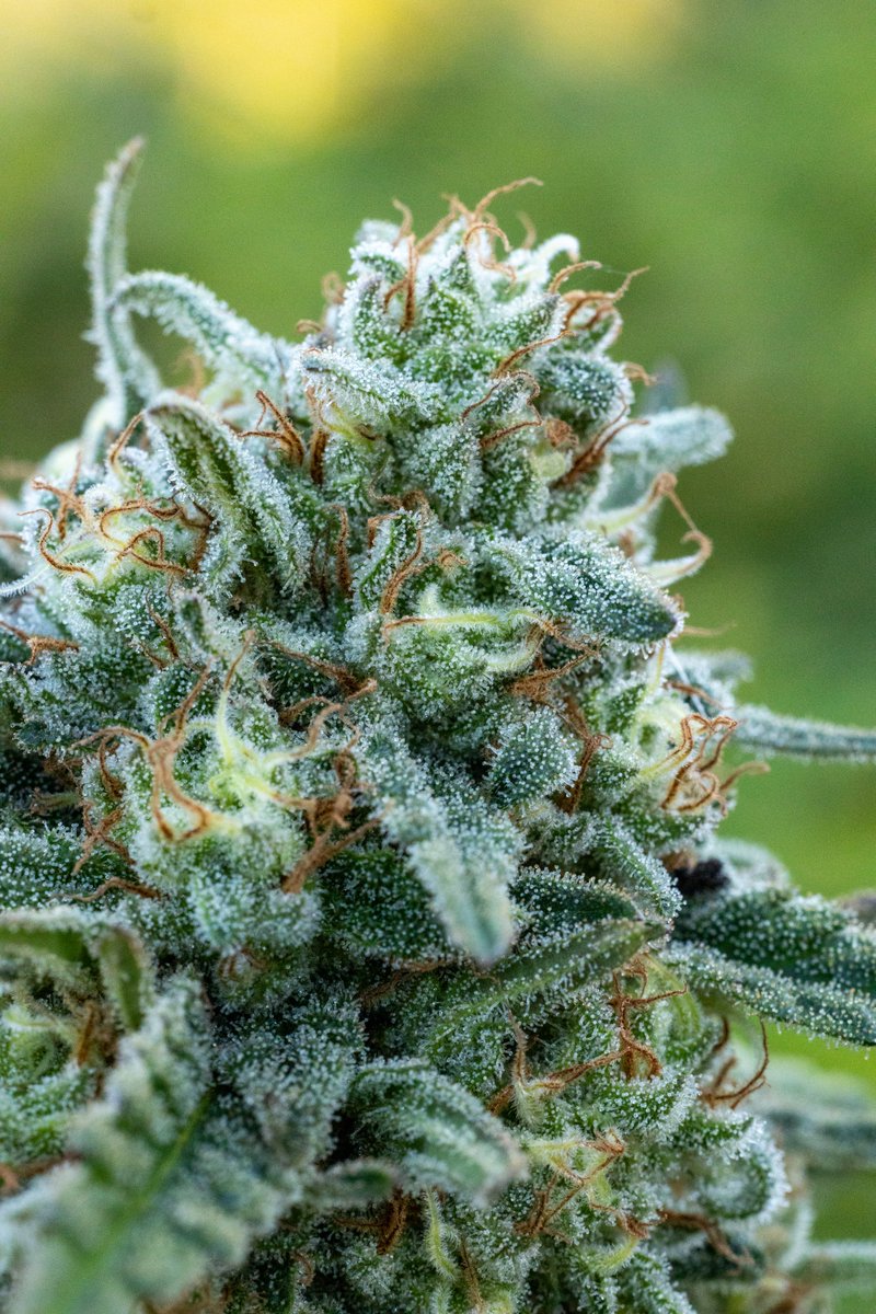 Do you prefer indoor or outdoor? 

Pictured here is Guava Gift by <a href="/AlpenglowFarms/">Alpenglow Farms</a>