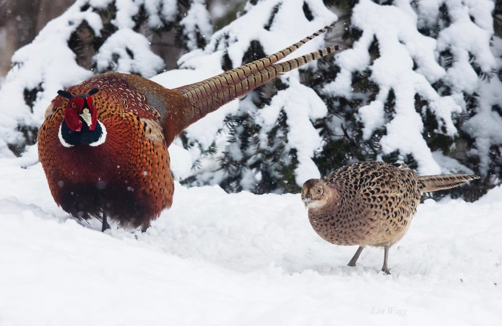 Winter walk, Wellington, Nova Scotia. A male and female pheasant check out the new snow. #nature #snow #winter #canada #pheasant