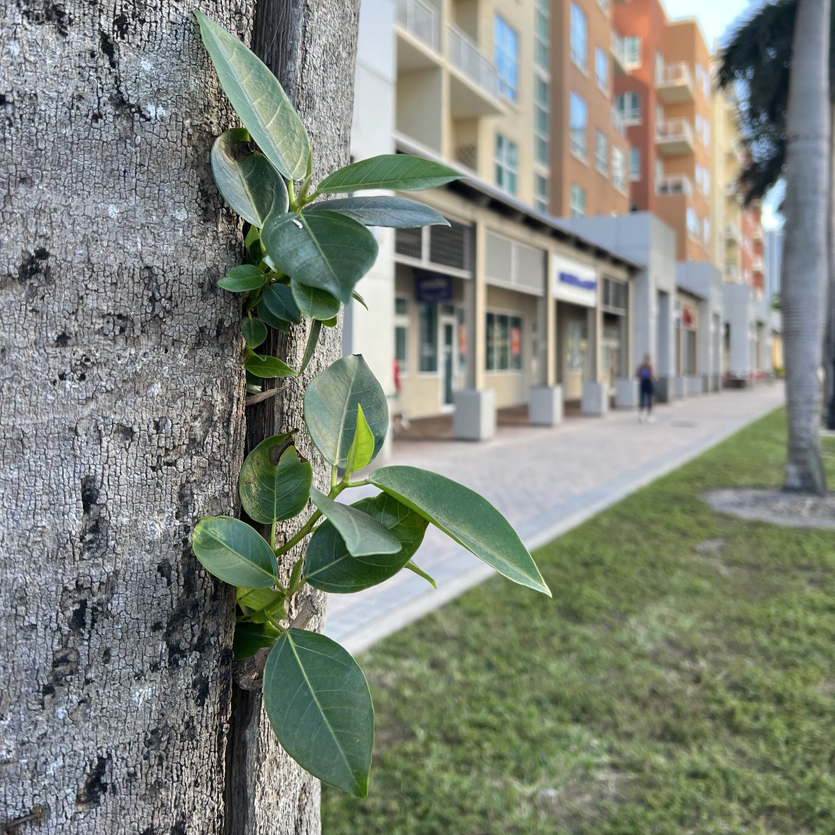 Una #Terca diría <a href="/Naky/">Naky Soto 🍃</a> #Miami