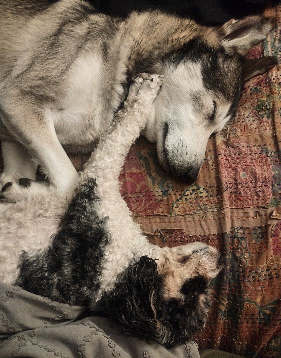It's been a tough day. Enjoy these two currently sleeping off a good walk. 🐩💤🐺