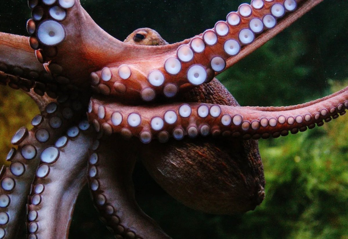 sark_stories's tweet photo. The word “Pieuvre" (Octopus) was borrowed from Guernsey fishermen by Victor Hugo during his stay in Guernsey &amp; Sark. In 1866 he introduced this word into French in his novel Les Travailleurs de la mer. The success of this work was such that "pieuvre" supplanted the word "poulpe". https://t.co/9aL3Ptphcr