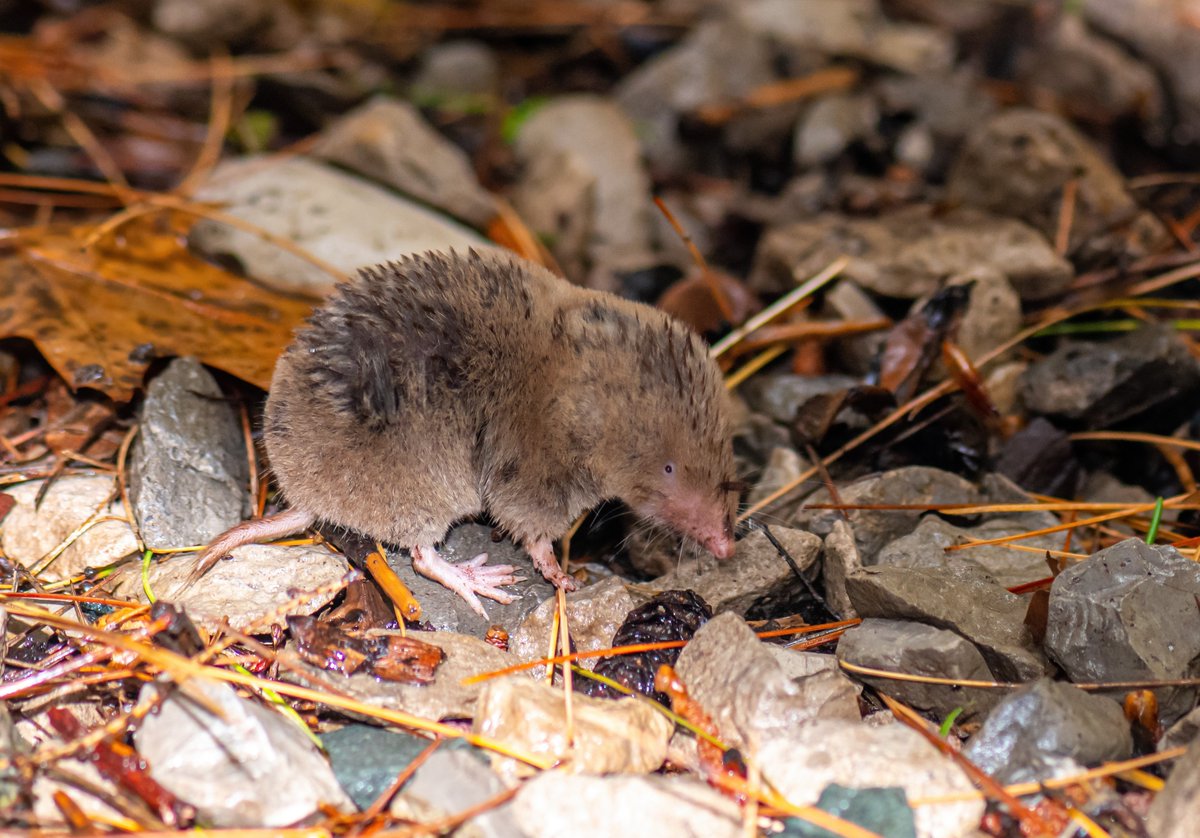 UQ News (@uq_news) on Twitter photo A @UQScience team has found a relative of the deadly Hendra virus in the US.
<a href="/RhysHParry/">Rhys Parry</a> says henipaviruses have caused disease and death in people and animals in other regions but it's not yet known what impact Camp Hill virus could have.
đź“·: Adobe
brnw.ch/21wQjCL A @UQScience team has found a relative of the deadly Hendra virus in the US.
<a href="/RhysHParry/">Rhys Parry</a> says henipaviruses have caused disease and death in people and animals in other regions but it's not yet known what impact Camp Hill virus could have.
đź“·: Adobe
brnw.ch/21wQjCL