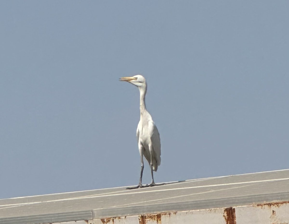 Thanks for the visit, messenger! Continue your journey safely and spread the message our world needs most: Peace, Paix, Paz, Friede, Salam, Shaloom, and…Love❤️.