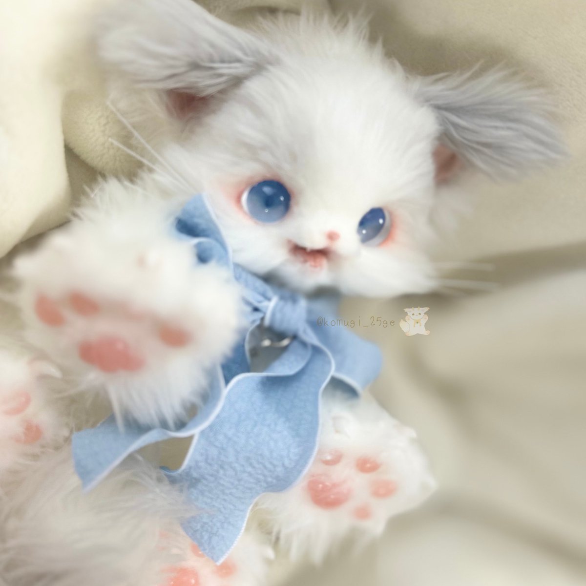 ̗̀ new ̖́- ラグドールねこちゃん！ ピンクのお鼻と肉球がチャーム