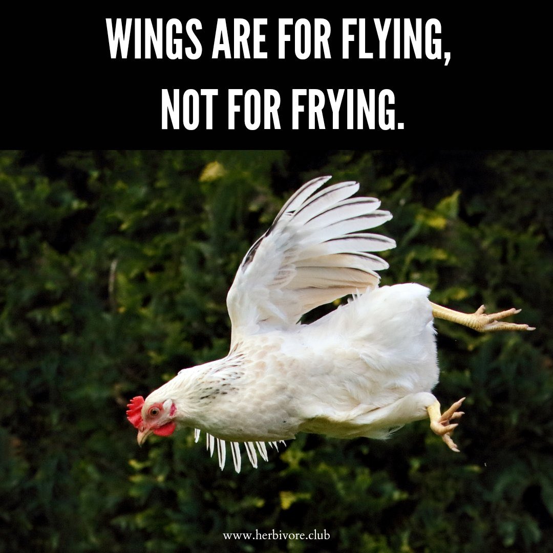 SaveGeese's tweet photo. HONKHONK #chicken https://t.co/Z50j63uVva