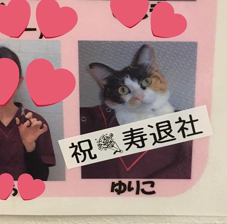 yurikothacat's tweet photo. 診察券ではないですが、看護師長として働き、寿退社した時のを見てください。 https://t.co/RiFVNUYEfh