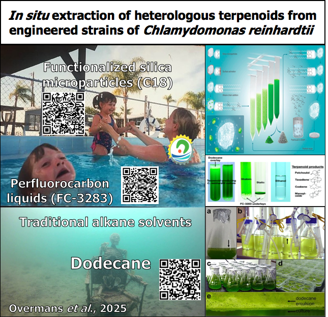 tk_ozawa's tweet photo. Great work by @s_overmans et al. (2025) on developing a novel, in situ extraction method of #algal-derived #terpenoids from engineered #Chlamydomonas by using low-cost, functionalized silica #microparticles (e.g. 2% (v/v) C18) instead of traditional solvent extraction. #SSBlab https://t.co/xjIygeX3iT