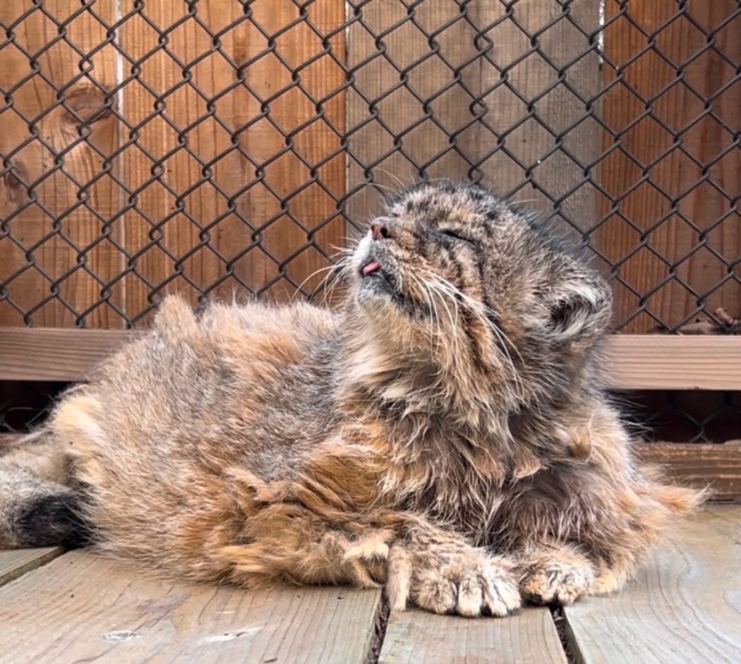 saitamazoo_tw's tweet photo. お知らせ
1月28日(火)にメスのマヌルネコ「タビー」が死亡しました。

高齢のためバックヤードにてのんびりとす��していましたが、少しずつ不調が見られはじめ、体の機能が低下していきました。投薬治療などできる限りの対応を行っていましたが、循環不全のため死亡しました。国内最高齢の16歳でした。マヌルネコの寿命は約10年と言われているため、とても長生きをしてくれました。

加齢のため視力や聴力がおちたり、噛む力も弱くなったりしていましたが、細かく刻んだ餌をよく食べていて、暖かい日には外に出て日向ぼっこをして過ごしていた姿が印象的でした。タビーは2回出産し、日本だけでなくアメリカにもたくさん子孫が残っています。飼育を通して、私たちスタッフもたくさんのことを学びました。これからもマヌルネコや多くの動物たちのことをみなさまに伝えていけたらと思います。

タビー、長い間ありがとう！