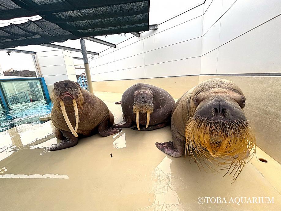 セイウチのポストカードがリニューアル！ | 鳥羽水族館 飼育日記