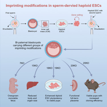 ESC & iPSC News (@esc_ipsc_news) on Twitter photo The first mouse with two male parents has reached adulthood! 🐁
Scientists generated adult bi-paternal animals through #ESC complementation, haploid cell nuclear injection, and somatic cell nuclear transfer. <a href="/CellStemCell/">Cell Stem Cell</a>
🔗: bit.ly/3WDHgtl
🗞️: bit.ly/4gmfSHc The first mouse with two male parents has reached adulthood! 🐁
Scientists generated adult bi-paternal animals through #ESC complementation, haploid cell nuclear injection, and somatic cell nuclear transfer. <a href="/CellStemCell/">Cell Stem Cell</a>
🔗: bit.ly/3WDHgtl
🗞️: bit.ly/4gmfSHc