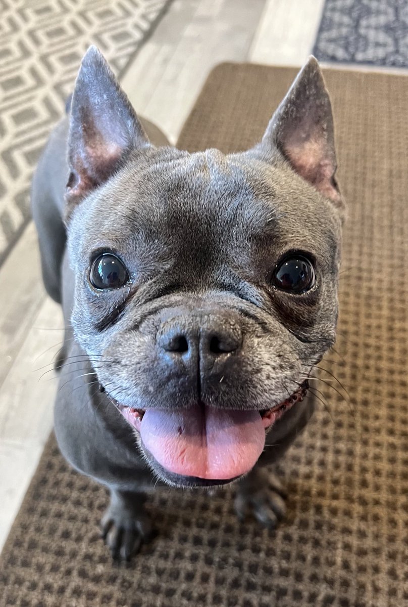 Cogs Dogs tweet media