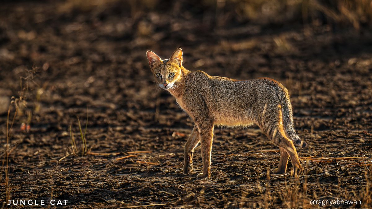 ragnyabhawani's tweet photo. Suprabhat 🙏
Jungle #Cat
#Mammals #CatsOnTwitter
@SonyAlpha
#SonyAlphaShots
#BirdsSeenIn2025 #birdwatching
#IndiAves #natgeoindia
@sanshali1 @Devahoothi @bahutbadadanda @ClimbhiKc https://t.co/iCzS8x0UYh