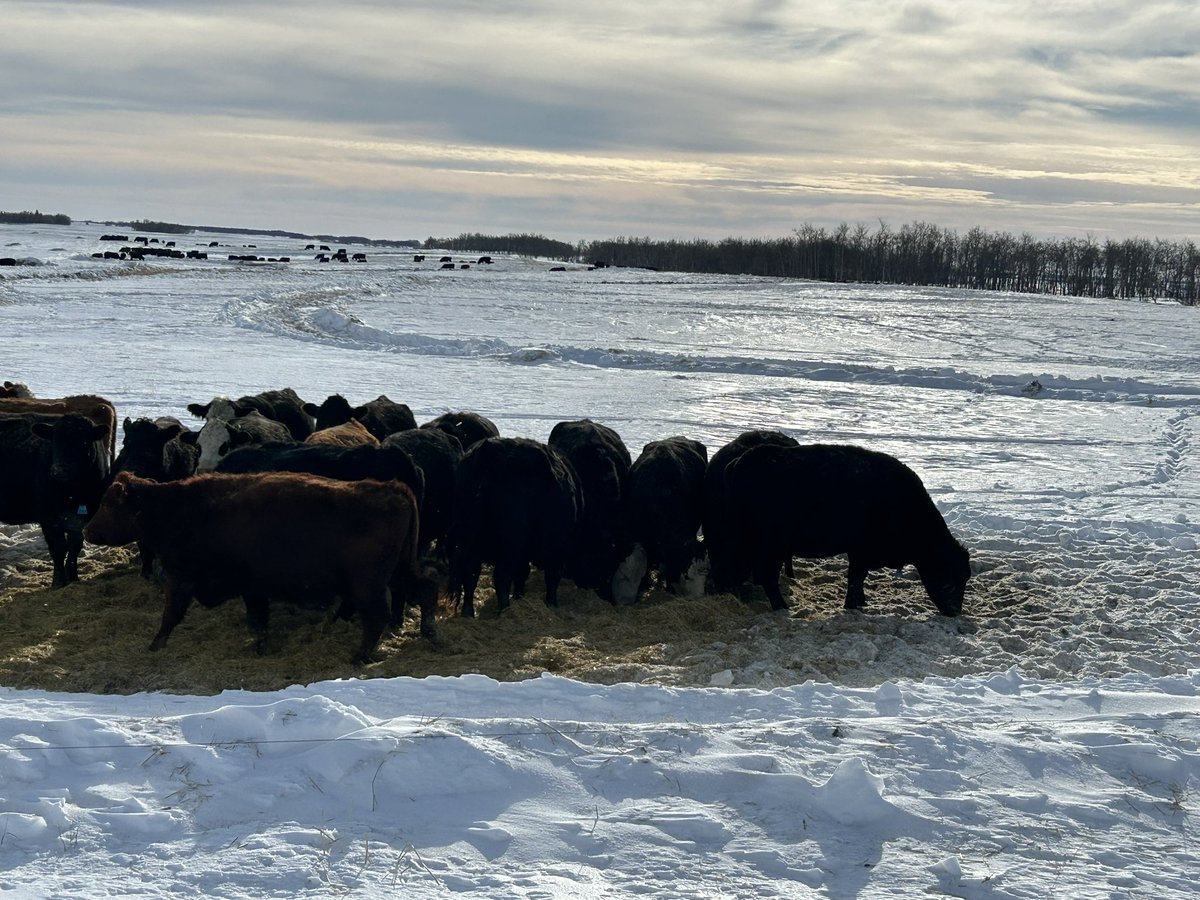 Two herds still on chaff piles for a couple weeks. The snow makes it a bit more challenging but the moisture will be great