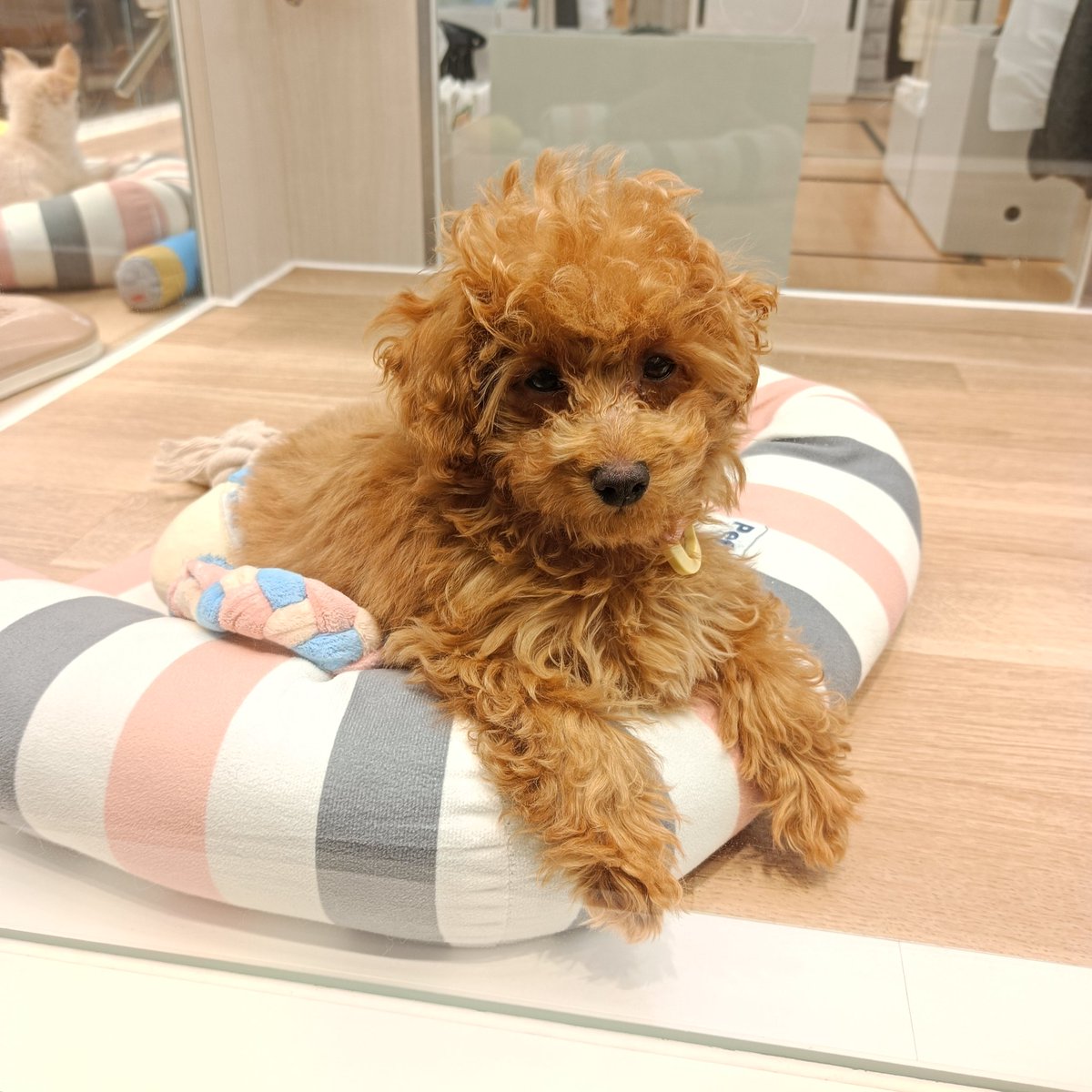 RaifortC's tweet photo. 起きてる トイプードル🐩
寝てるトイプードル🐩
通院日 2ヶ所終わったんで癒されにきた。
ฅ^•ω•^ฅは 隠れて寝てた😅
#イオンモール座間
#PetPlus https://t.co/Dzvwnnzf8R