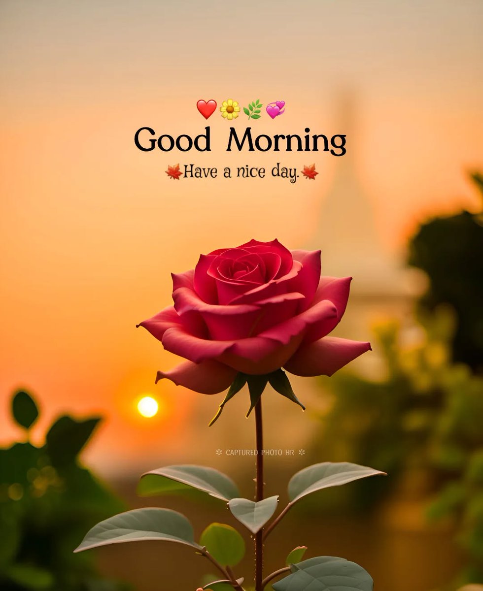 Kishna0201's tweet photo. Good morning 🌅🌅🌅 https://t.co/F8SSxkkPo4
