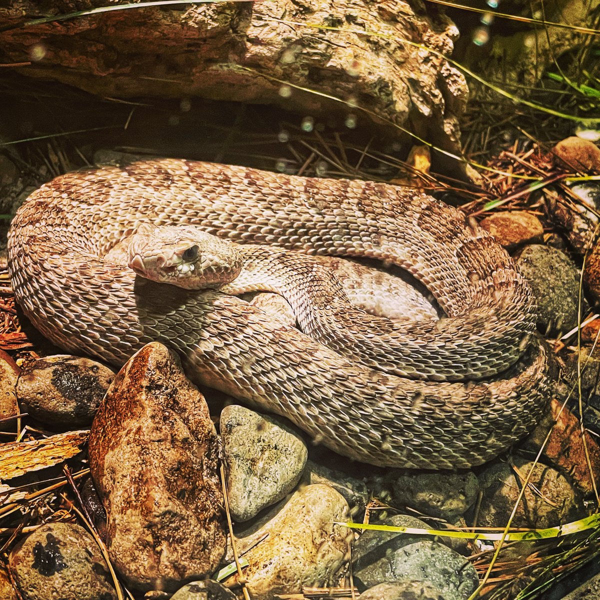 DenverZoo's tweet image. 🐍 It’s #RattlesnakeAppreciationDay, and we’re celebrating these fascinating reptiles!  
 
Let’s show some love for rattlesnakes! Come visit Tropical Discovery to check out these unique animals. 
#Rattlesnake #DenverZoo