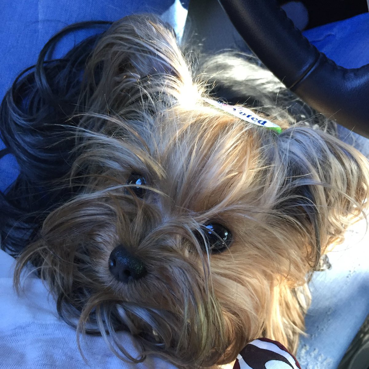 I’m so consumed with the rigorous schedule for Stella’s eye and need to shout out.we are filled with love and gratitude for the support on this difficult journey, as we are so aware of the need at this time by so many dealing with devastation. A gracious TY ❤️‍🩹💖#CriminalMindsFans