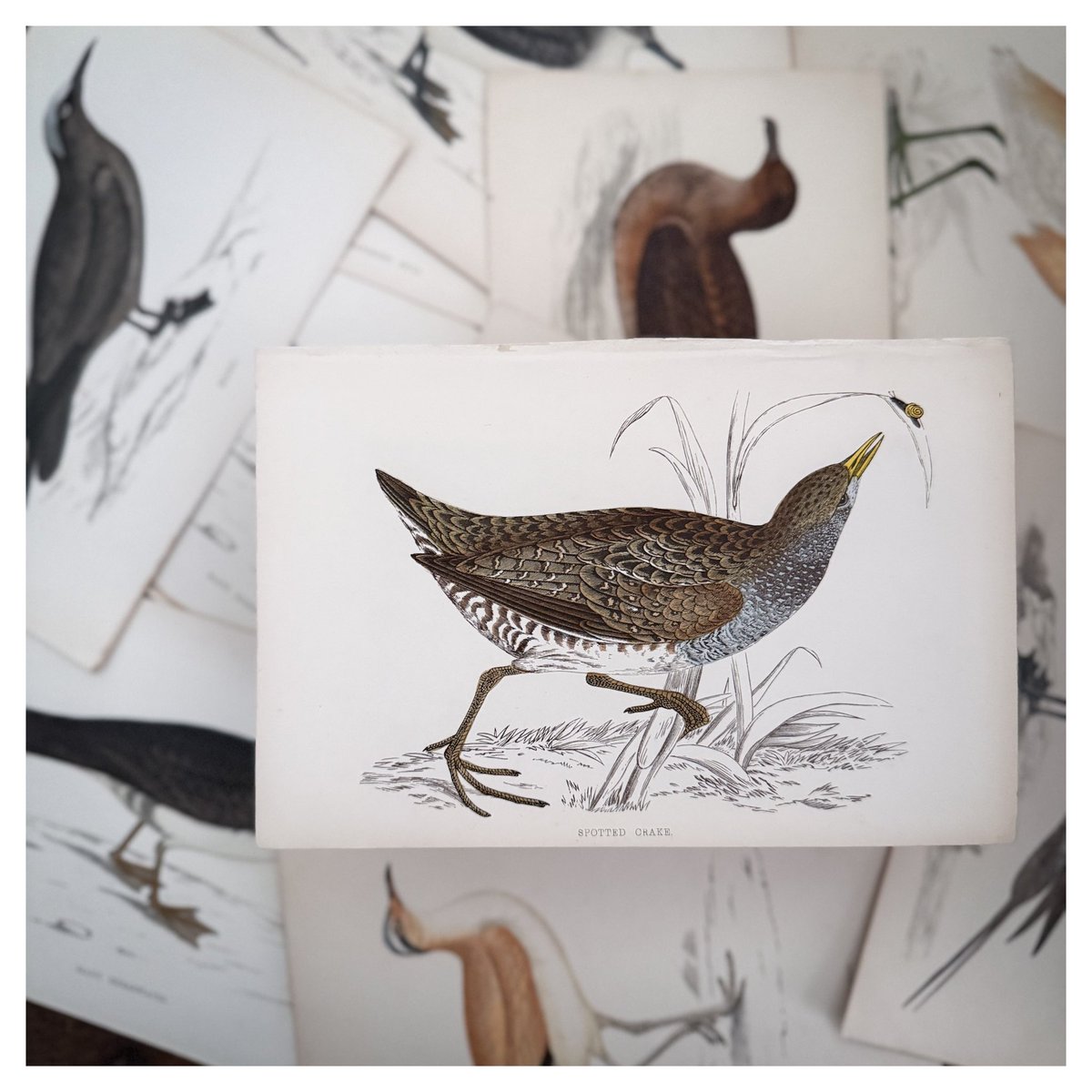 comfy_maki's tweet photo. 「コモンクイナ（SPOTTED CRAKE）」
調べによるとこの子の食料は昆虫や小型の甲殻類、水辺の植物や果実とのことで、カタツムリが一緒に描かれたのですね🐌
カタツムリに吹き出しとか付けたくなっちゃいます💬
とりあえずは脳内で両者の会話を楽しみたいと思います。
.
1850年代 🇬🇧
.
#鳥の絵 https://t.co/yyXO6N3D7K