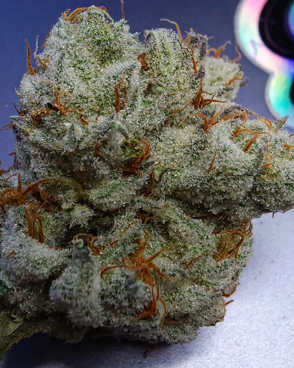 alchemygenetics's tweet photo. Mugatu

Dante's Inferno x Sizzurrp

Our 1st post on X! I'll admit, it feels good to not worry about it being reported and removed. 🫡💪🙏

#CannabisCommunity https://t.co/3BHjLkxNpF