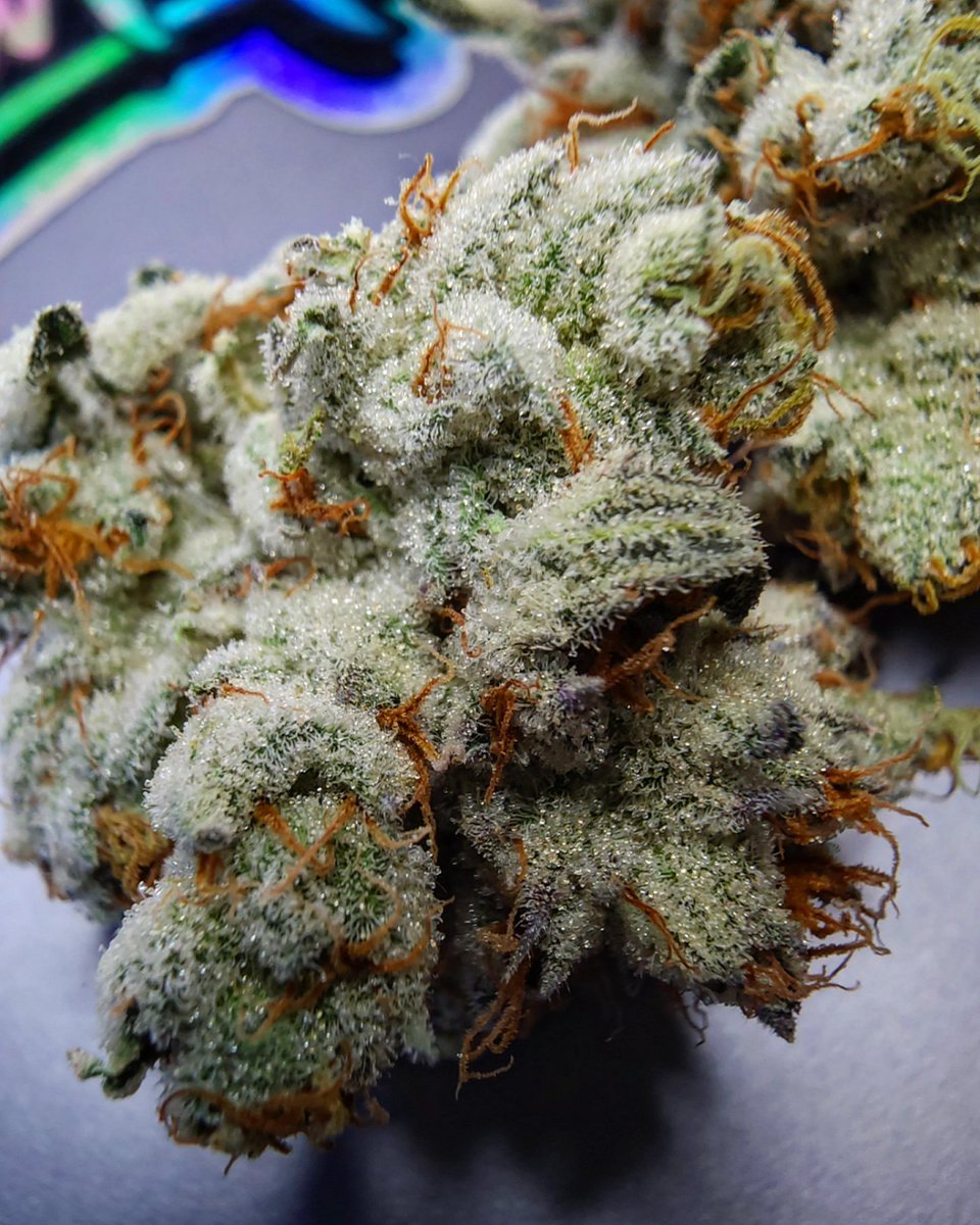 alchemygenetics's tweet photo. Mugatu

Dante's Inferno x Sizzurrp

Our 1st post on X! I'll admit, it feels good to not worry about it being reported and removed. 🫡💪🙏

#CannabisCommunity https://t.co/3BHjLkxNpF