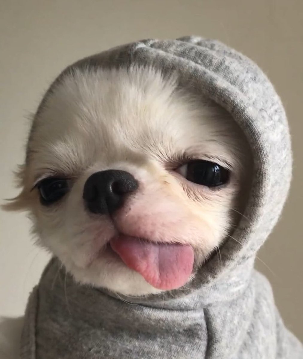 twaniimals's tweet photo. https://t.co/8J5ewQzAjD