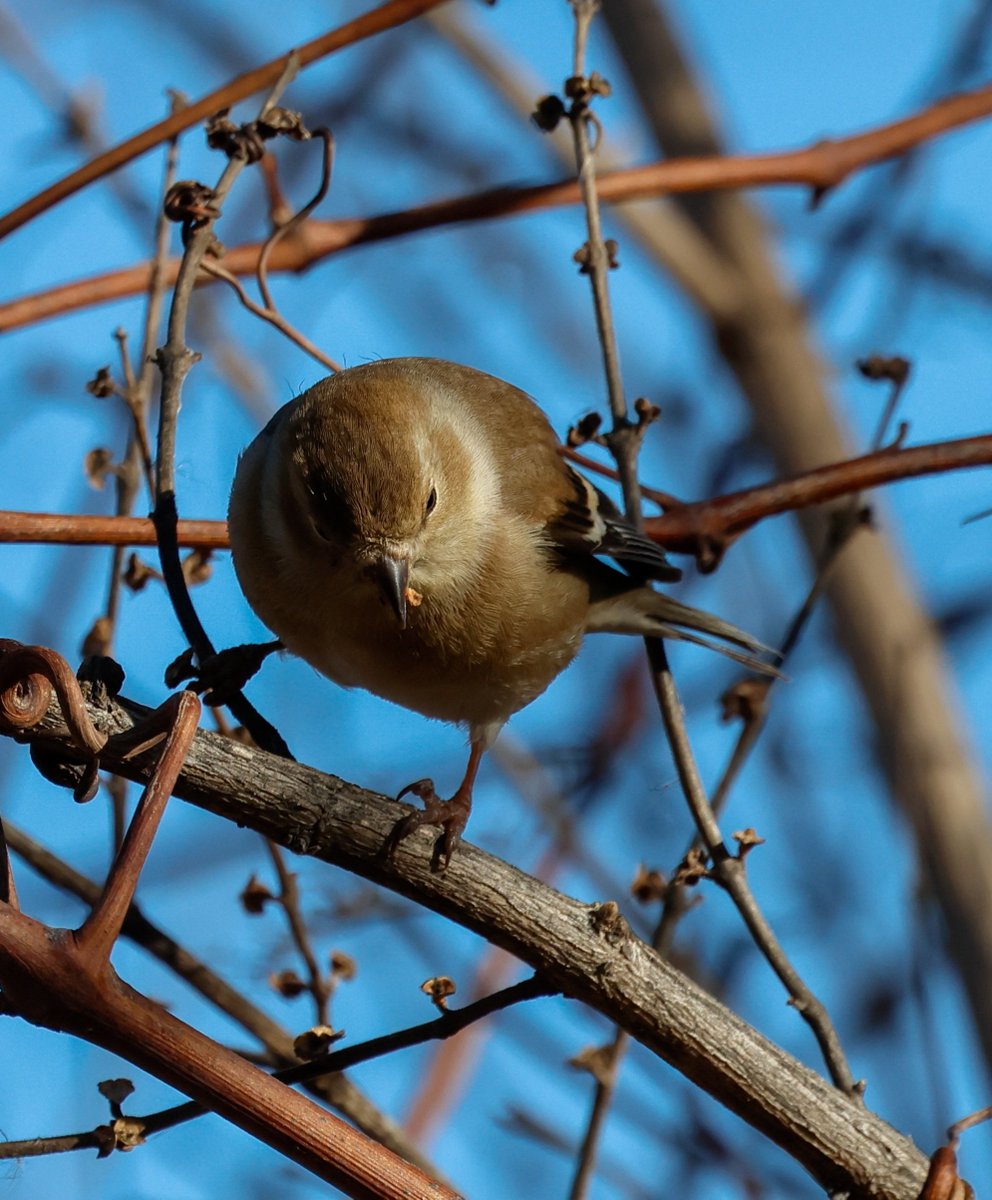 Sireono's tweet photo. American goldfinch. Let's go real birds, bitch.

#birds
#americangoldfinch https://t.co/GejnxUJraJ