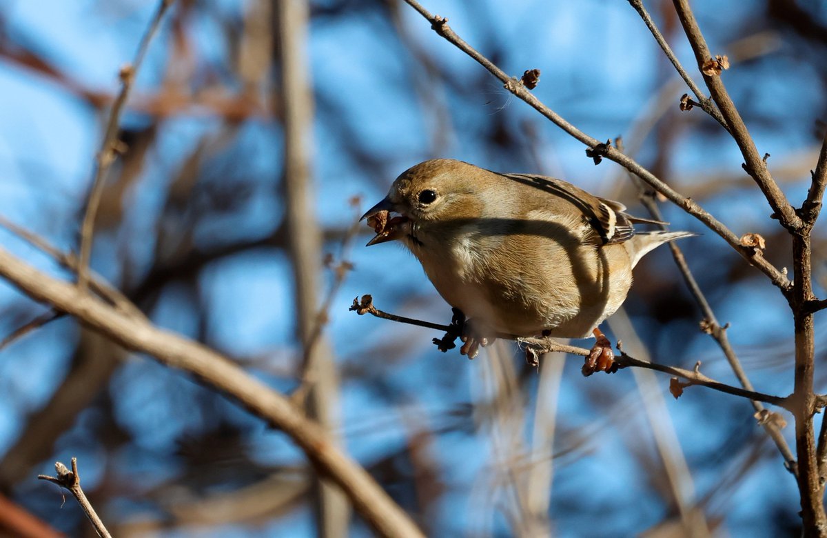 Sireono's tweet photo. American goldfinch. Let's go real birds, bitch.

#birds
#americangoldfinch https://t.co/GejnxUJraJ