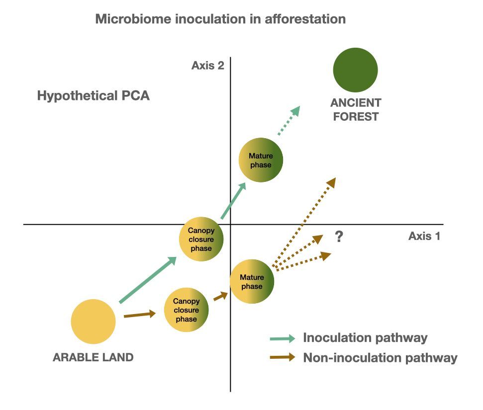 Global Change Biology (@globalchangebio) on Twitter photo OPINION
Soil Microbiome Inoculation for Resilient and Multifunctional New Forests in PostβAgricultural Landscapes
π buff.ly/3PX8Ded
<a href="/SilvaNova_NNF/">Silva Nova</a> <a href="/novonordiskfond/">Novo Nordisk Foundation</a> <a href="/LeidenBiology/">LeidenBiology</a> <a href="/science_ku/">SCIENCE - KU</a> <a href="/SofiaIFGomes/">Sofia Gomes</a> <a href="/PerGundersenKU/">Per Gundersen</a> <a href="/sebastiankpr/">sebastiankr</a> <a href="/KarelleRheault/">Karelle Rheault</a> OPINION
Soil Microbiome Inoculation for Resilient and Multifunctional New Forests in PostβAgricultural Landscapes
π buff.ly/3PX8Ded
<a href="/SilvaNova_NNF/">Silva Nova</a> <a href="/novonordiskfond/">Novo Nordisk Foundation</a> <a href="/LeidenBiology/">LeidenBiology</a> <a href="/science_ku/">SCIENCE - KU</a> <a href="/SofiaIFGomes/">Sofia Gomes</a> <a href="/PerGundersenKU/">Per Gundersen</a> <a href="/sebastiankpr/">sebastiankr</a> <a href="/KarelleRheault/">Karelle Rheault</a>