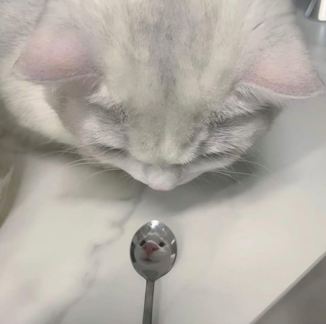 Catsillyness's tweet photo. ㅤ https://t.co/jv6gHAMUoH