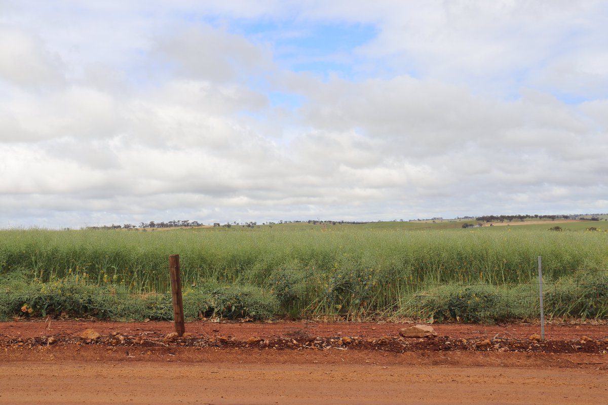 Are you a canola grower in WA? I am keen to have a chat about your canola plans for 2025 on the back of your 2024 season and the expected increase in demand - pls get in touch Belinda.Morrissy@farmweekly.com.au