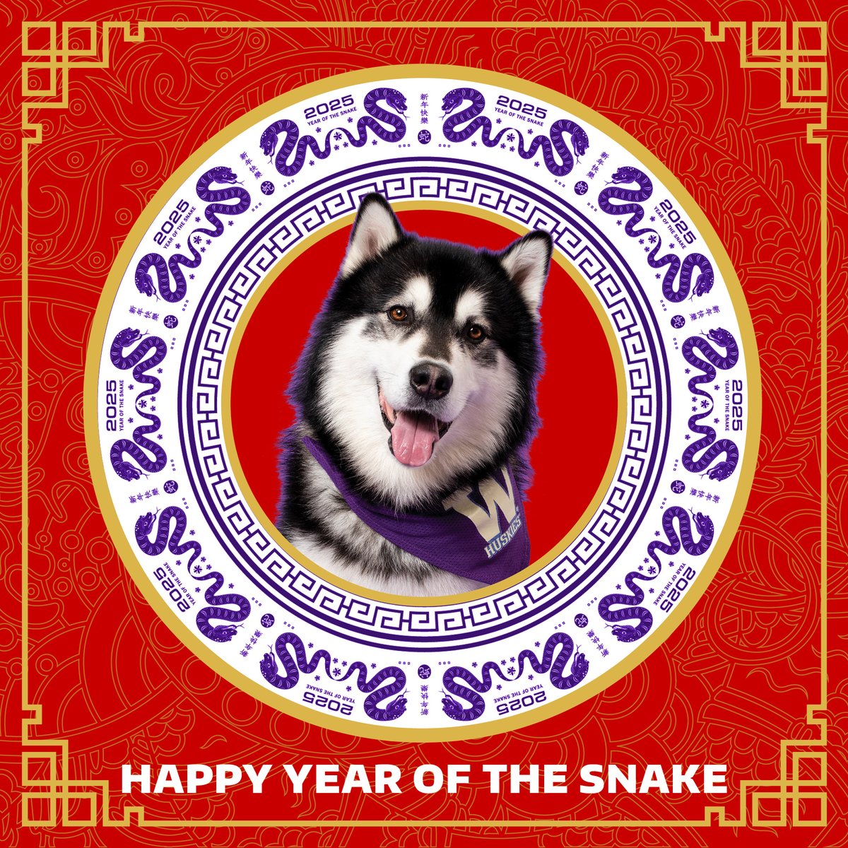 Happy Year of the Snake! 🐍 Wishing everyone peace and good health. 🍊 🧧 💜 💛