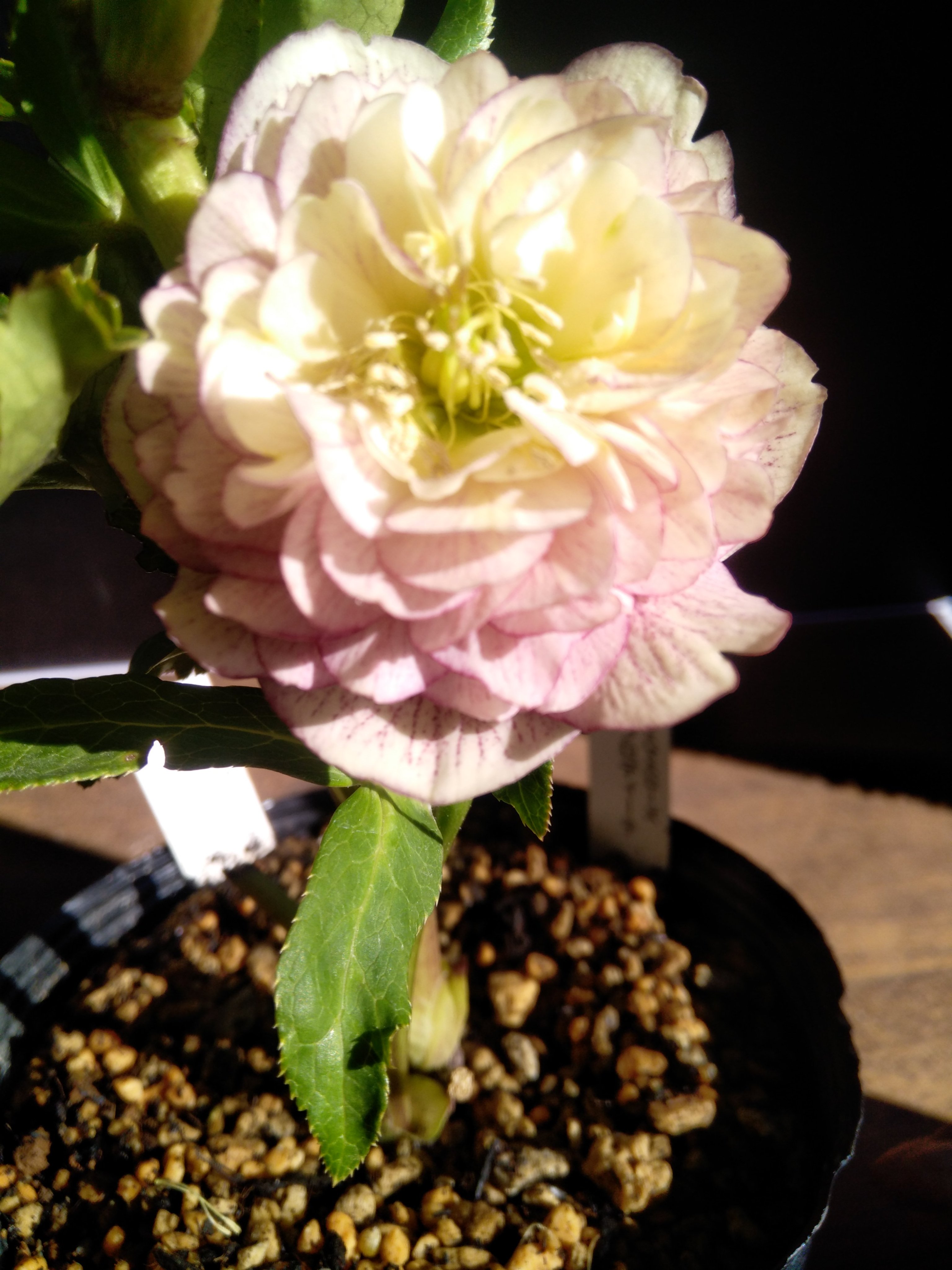 モ一リ一 - অনুসন্ধান / X