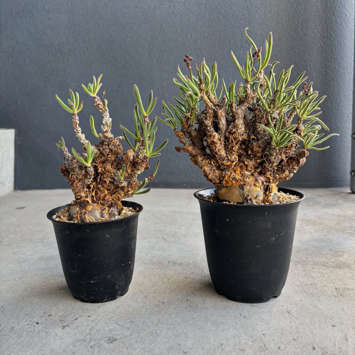 tsuu☆*.ツーさん (@tsuu214) / Posts / X