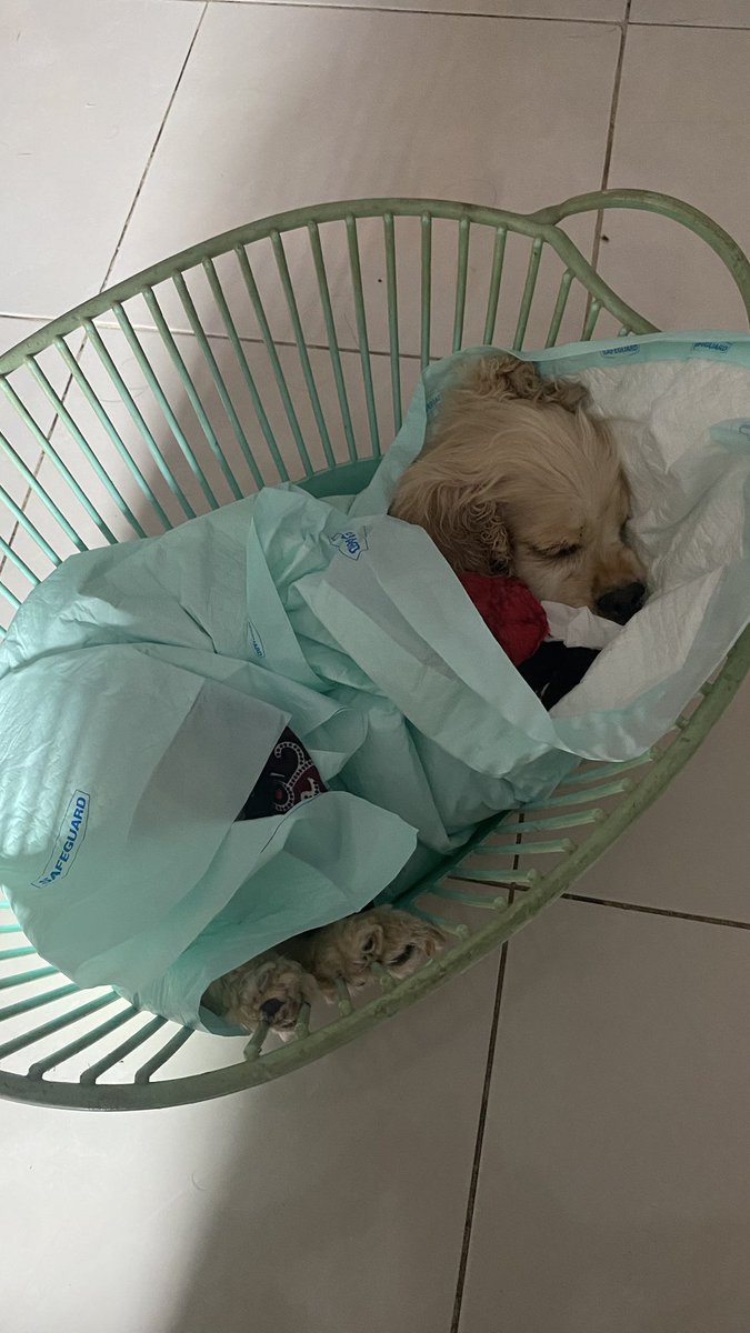 bboyfss's tweet photo. bye chelsea 🥀🥀 makasih yaa 5 tahunnya
kamu udah nemenin kakak pulang malam
kamu yang sering bangunin kakak pagi”
kamu yang kalo bobo maunya deket kakak
kamu yang selalu nyambut kakak kalo pulang dari luar kota
makasih ya chelsea kamu udah jadi adik yang baik

maafin kakak ya https://t.co/4lxNALZOxY