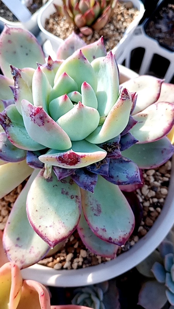 うちの環境に馴染み花芽を上げてくれる模様
#コロラータ